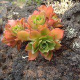 Aeonium decorum La Gomera JLcoll.064